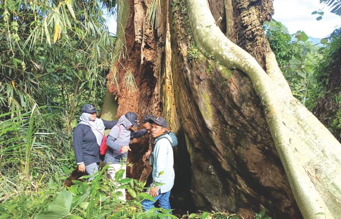 POHON LANGKA: Proses identifikasi pihak Kecamatan Gandusari dan pegiat lingkungan terkait keberadaan pohon leses di kawasan lereng Gunung Kelud, Kecamatan Gandusari, Minggu (23/11).