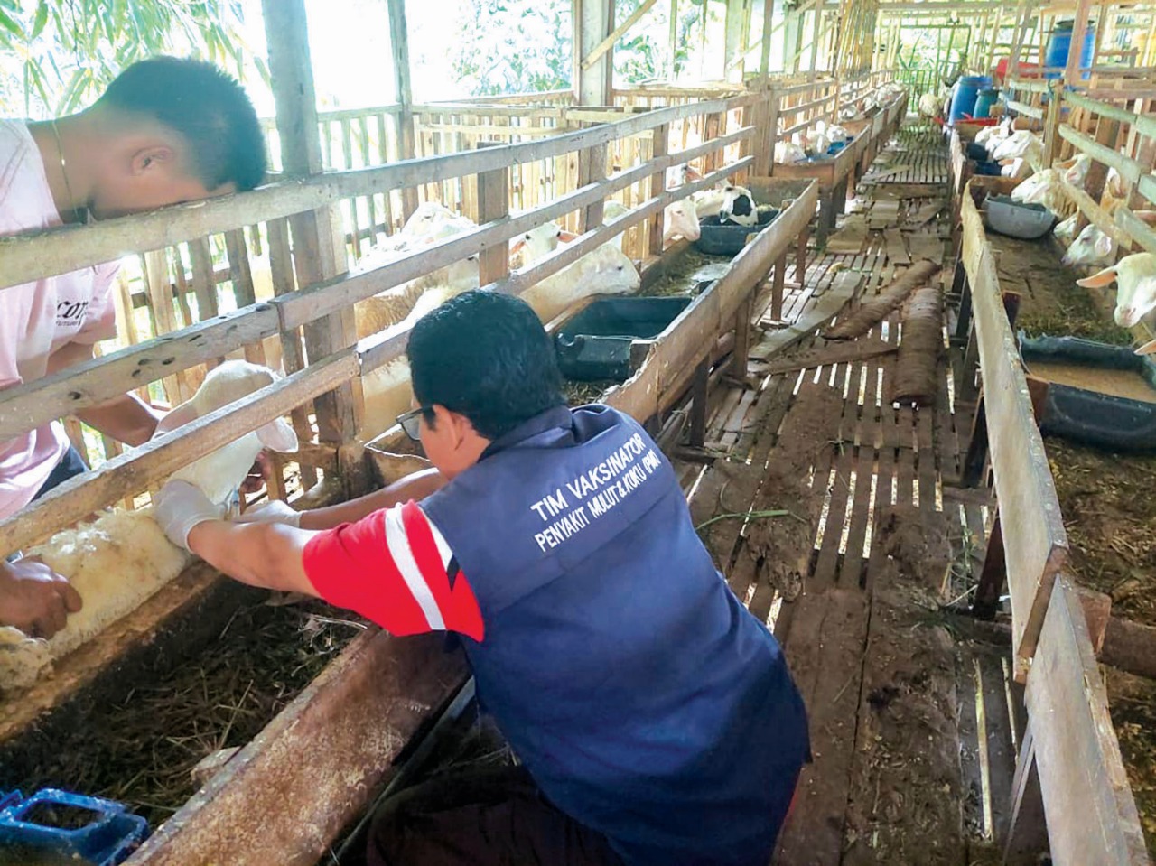 &lrm;SALURKAN: Disnakkan Kabupaten Blitar dapat limpahan 15 ribu dosis vaksin PMK.