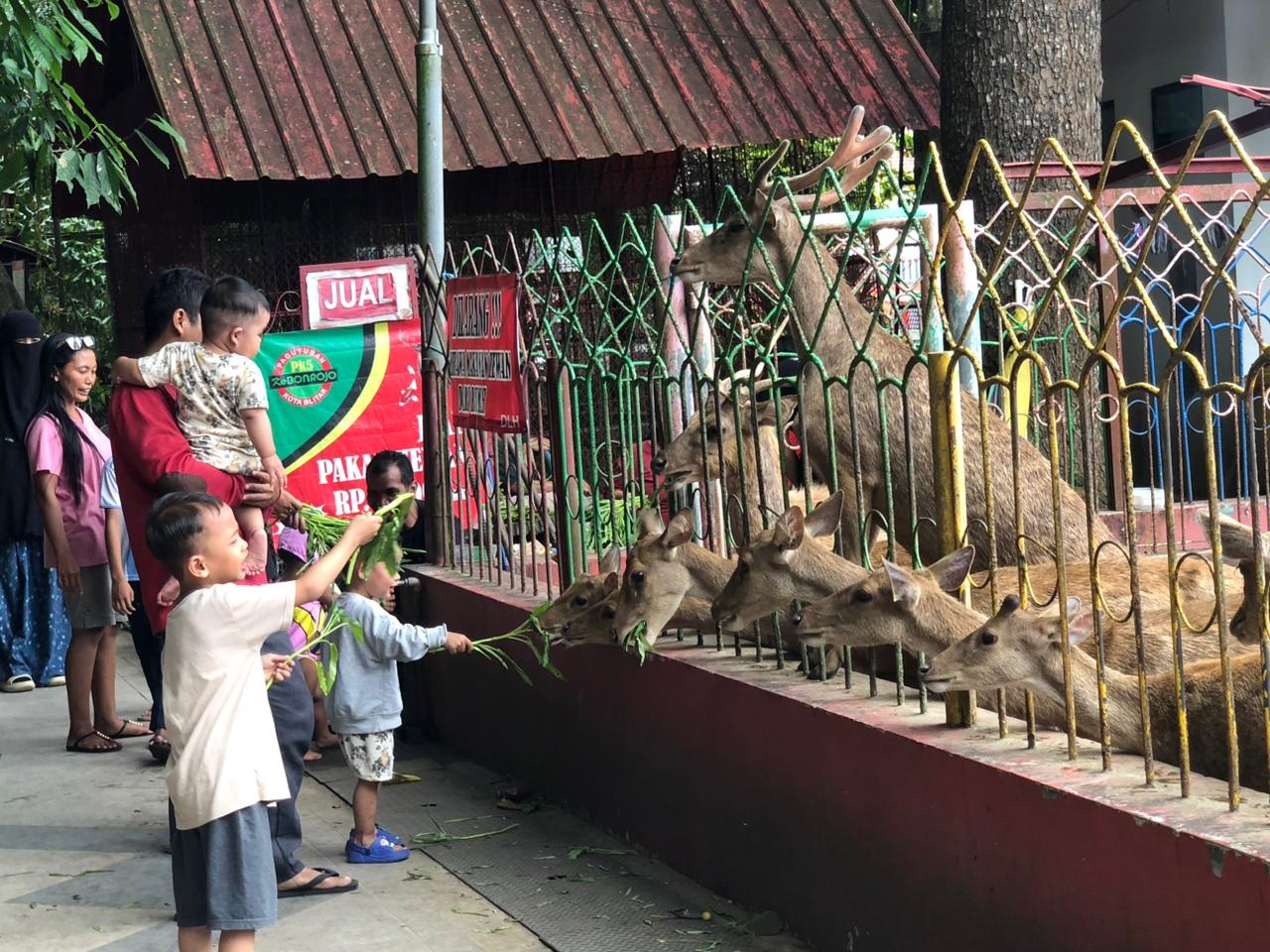 WISATA EDUKATIF: Pengunjung memberikan pakan kepada rusa yang menjadi salah satu koleksi satwa di Taman Kebon Rojo Kota Blitar, kemarin (22/12/2025).