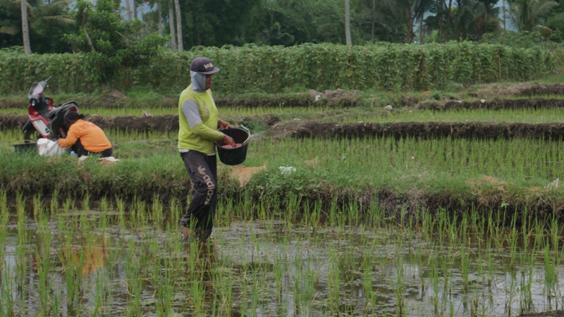 LAHAN LUAS: Petani menyiram pupuk pada tanaman padi di sawah.