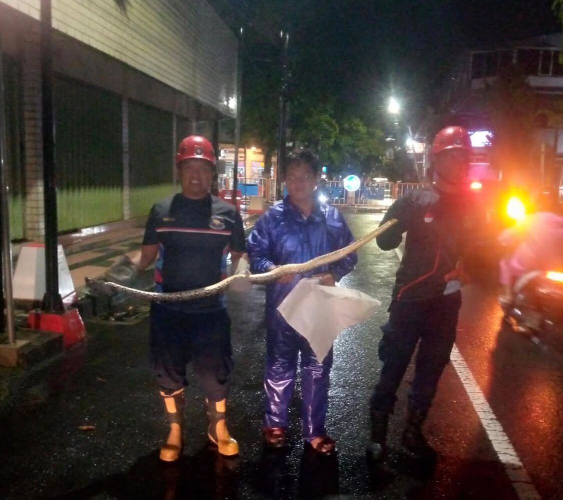 GERAK CEPAT: Petugas pemadam kebakaran Kota Blitar mengevakuasi ular yang masuk rumah warga.
