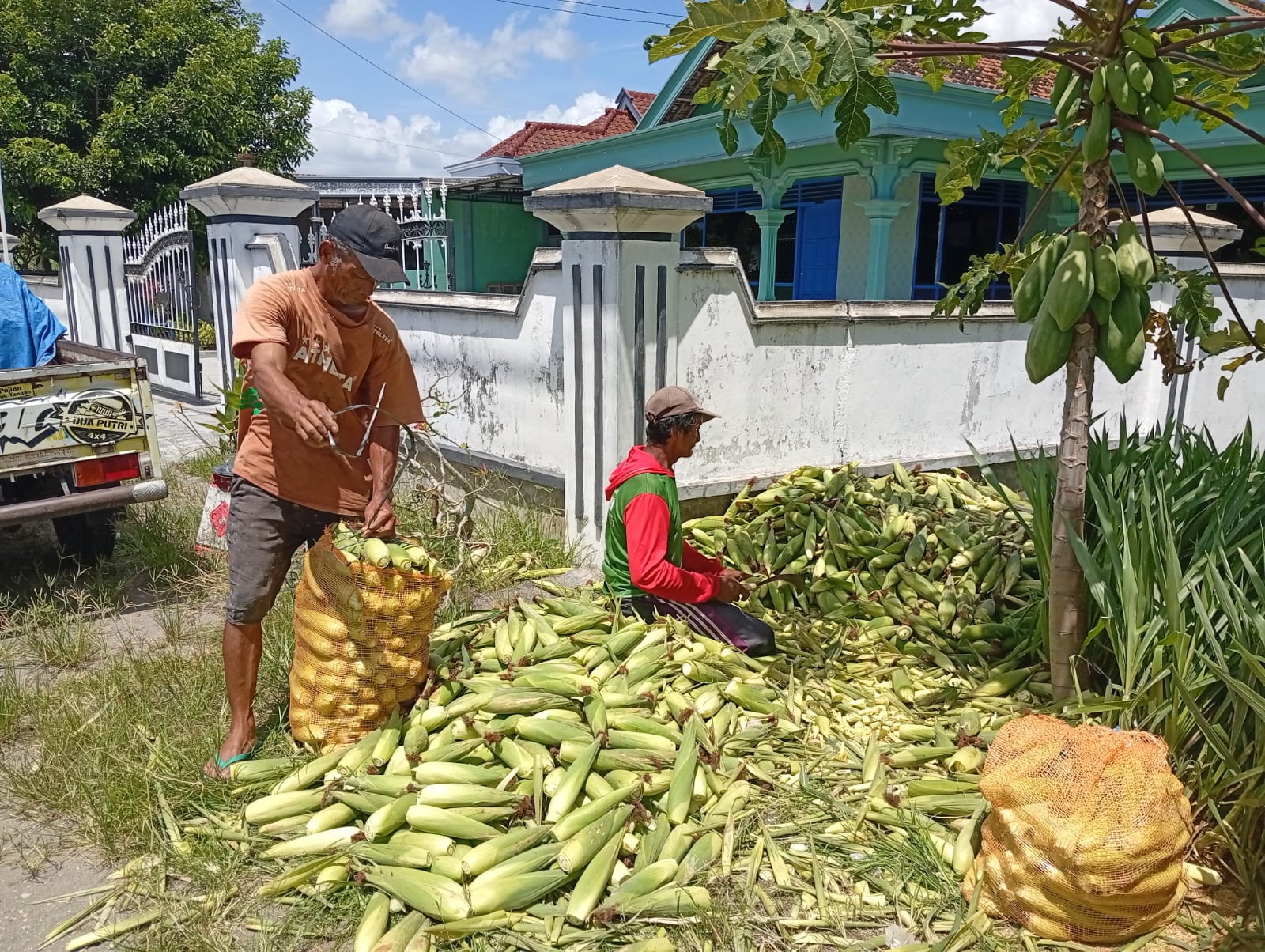 PANEN: Sejumlah petani memanen jagung manis yang siap diperjualbelikan di saat perayaan Nataru.