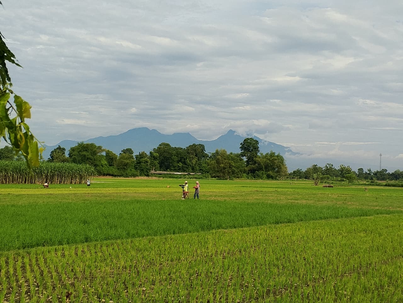 &lrm;BEKERJA KERAS: Petani di Kabupaten Blitar tengah menggarap lahan sawah yang ditanami padi.