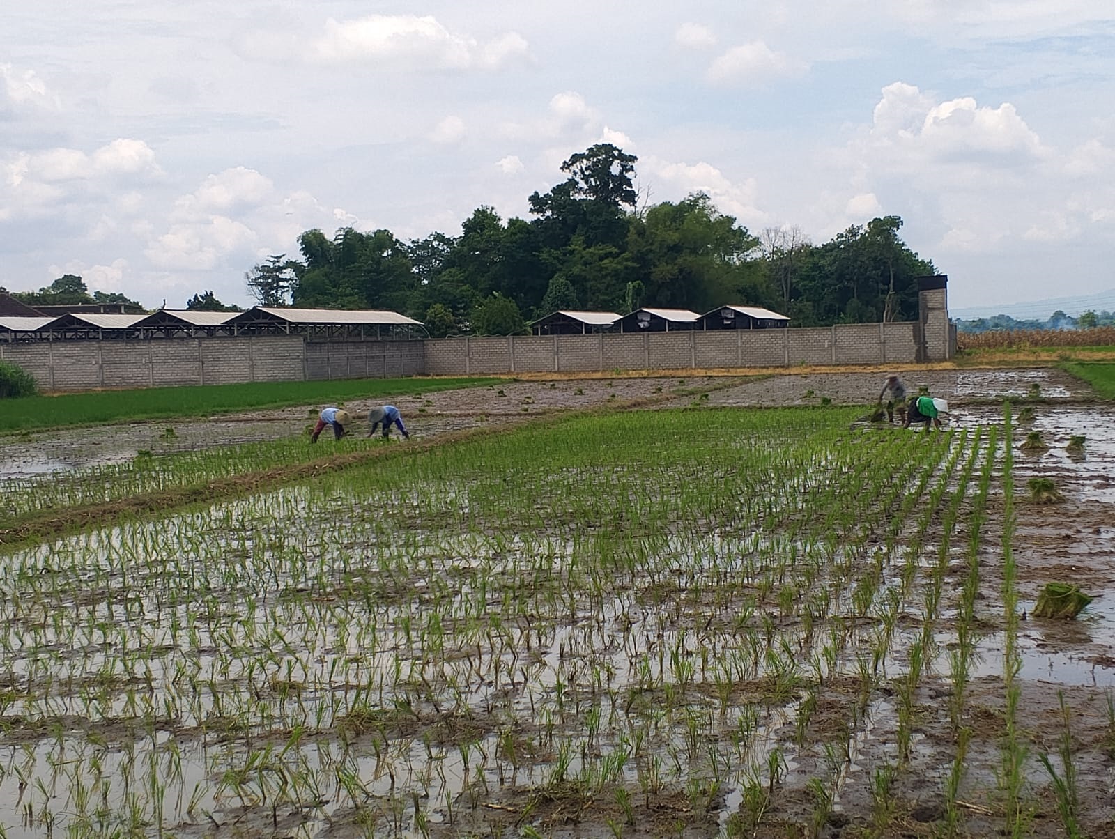 TEKUN: Sejumlah petani sedang menanam padi dengan teliti untuk meningkatkan hasil panen.