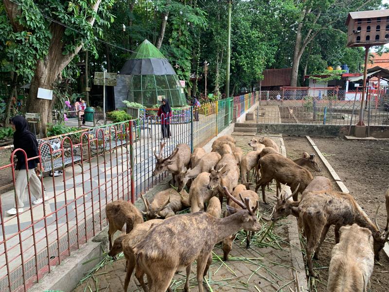 MUDAH BERKEMBANG BIAK: Rusa menjadi salah satu koleksi satwa di Taman Kebon Rojo yang selalu menyedot perhatian pengunjung.