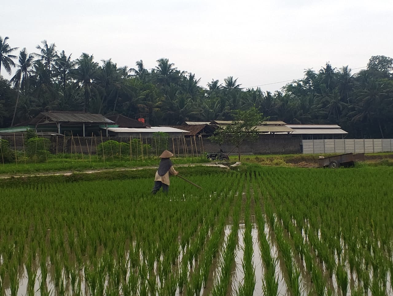 &lrm;DIRAWAT: Seorang petani di Kecamatan Nglegok saat merawat tanaman padi miliknya.