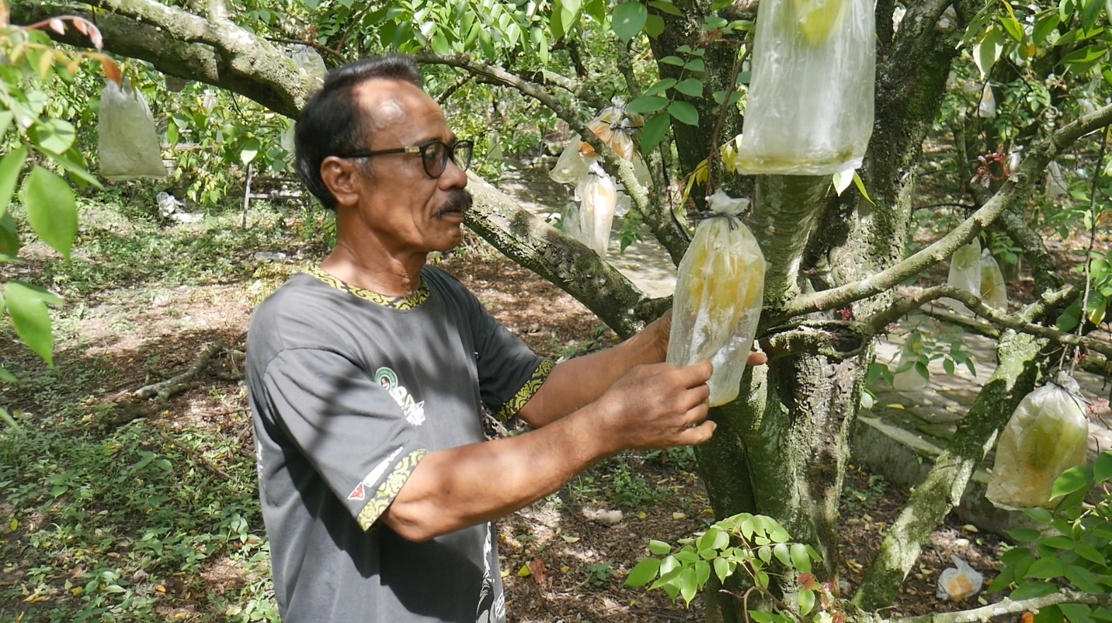 Agrowisata Belimbing Karangsari di Tengah Merambahnya Objek Wisata  Cukup Rogoh Rp 10 Ribu, Makan hingga Petik Buah Sepuasnya