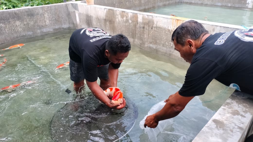 &lrm;&lrm;PANEN: Salah satu pembudi daya di Kabupaten Blitar sedang memanen ikan koi.
