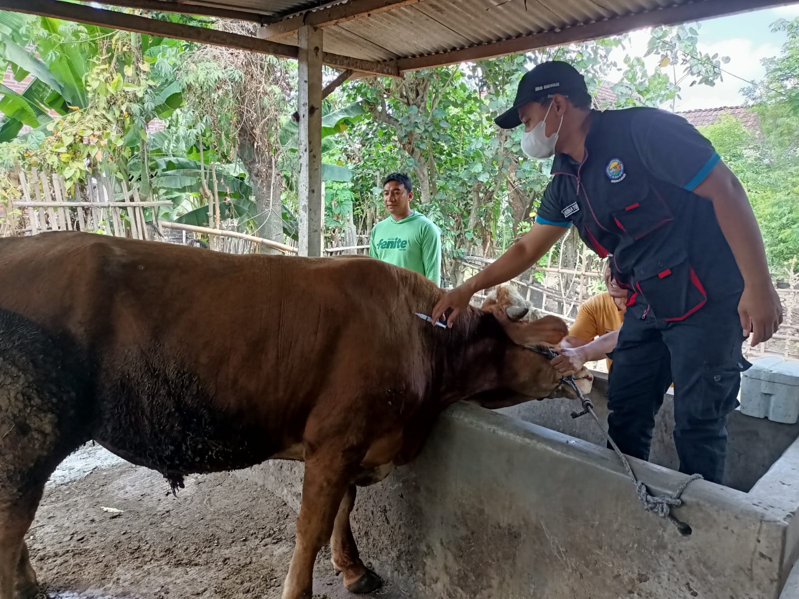 &lrm; Tren Positif Kesembuhan PMK Sisakan 16 Ekor dalam Kondisi Sakit &lrm;