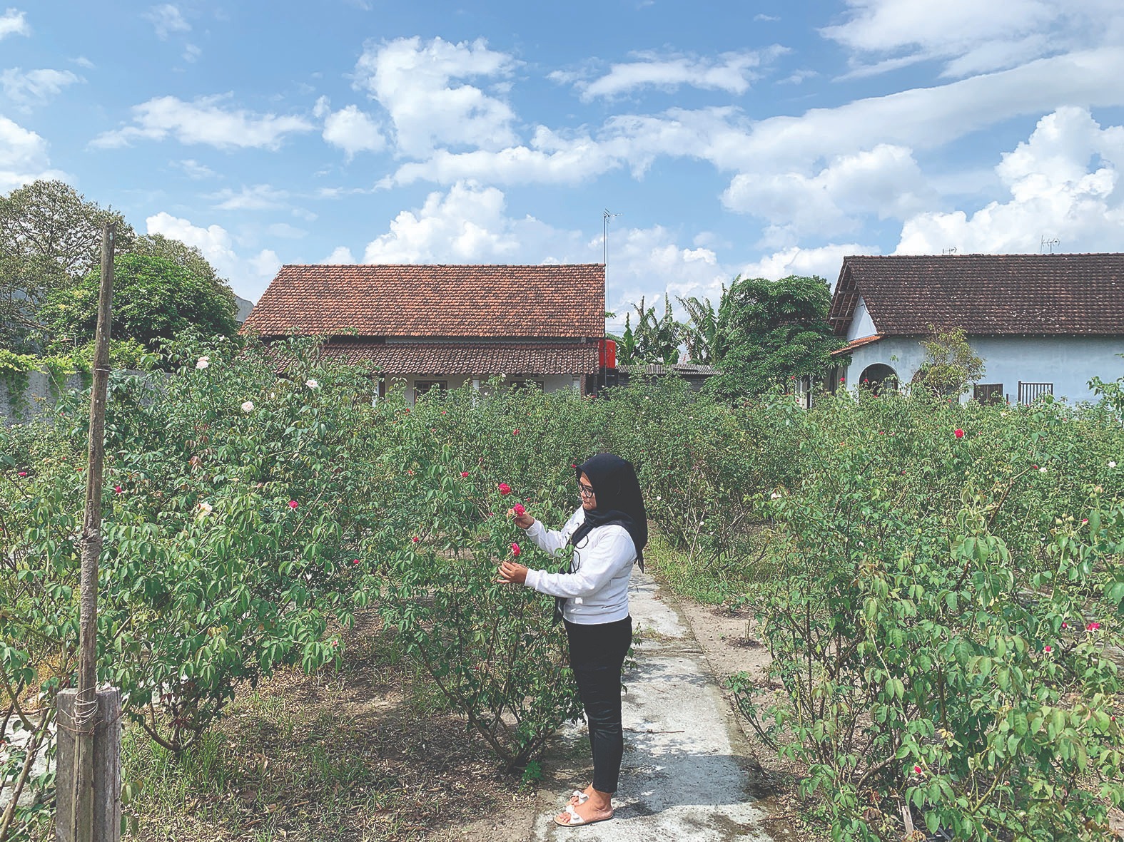 Melihat Inovasi Kampung Mawar di Kelurahan Rembang Dari Bunga Nyekar, Kini Dikreasi Menjadi Minuman