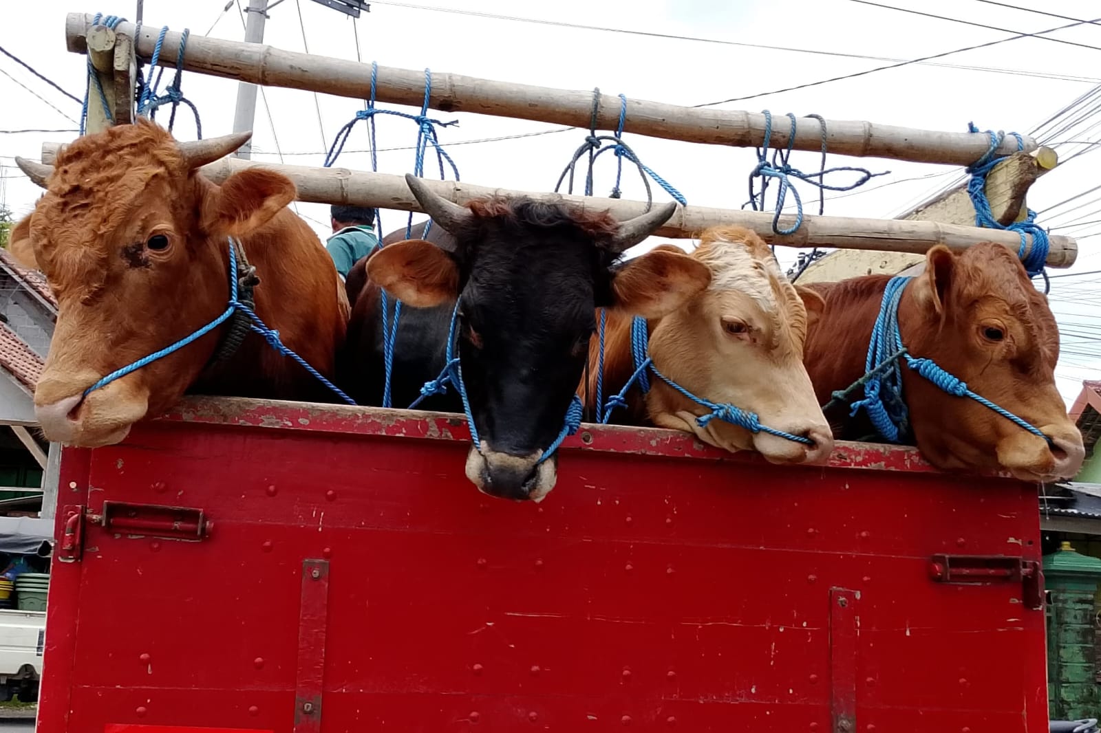 &lrm;MELINTAS: Sapi yang menjadi bagian persebaran hewan ternak di Kabupaten Blitar.  &lrm;