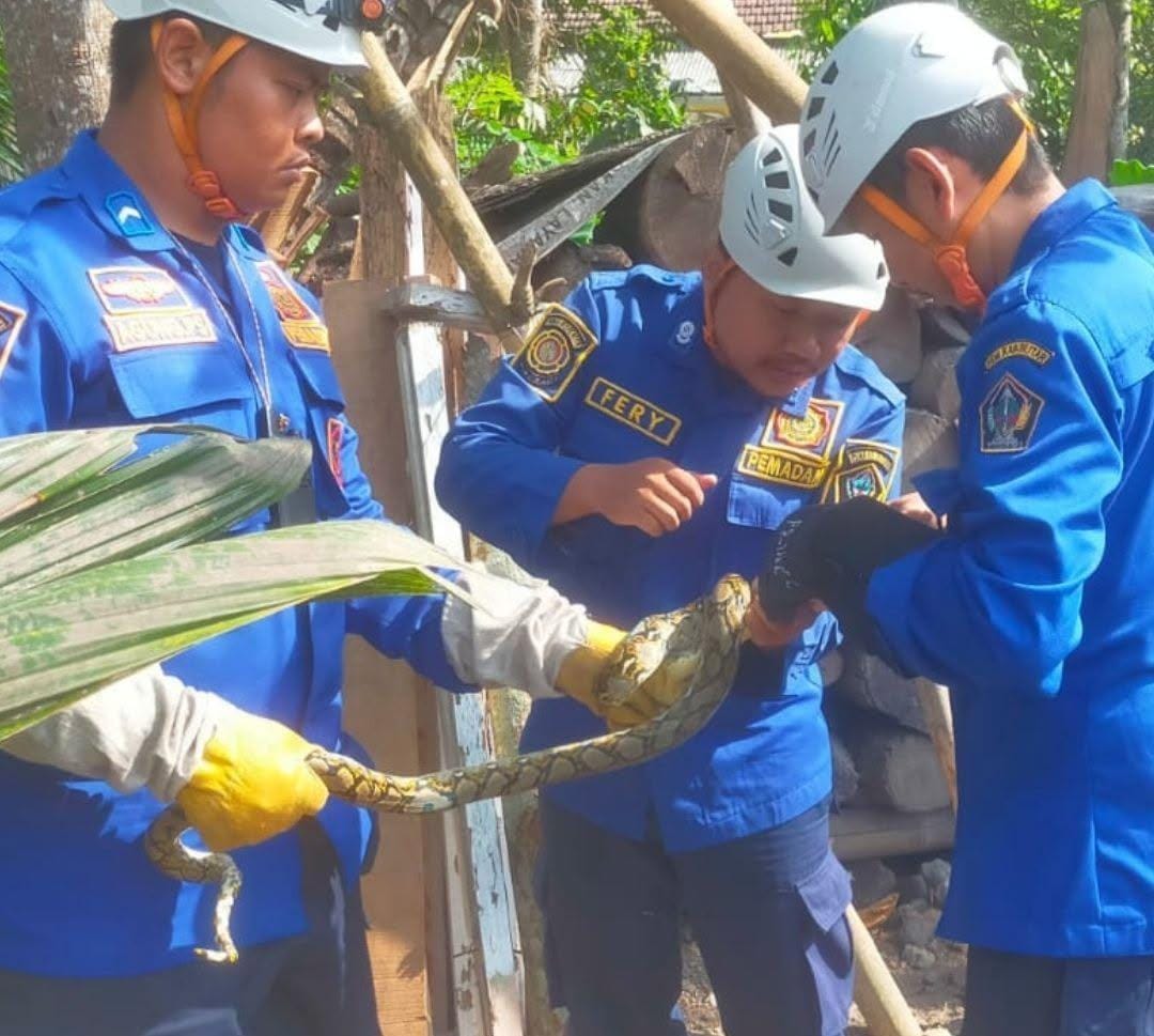90 Ular Satroni Rumah Warga &lrm;Serahkan Ukuran Besar ke BKSDA