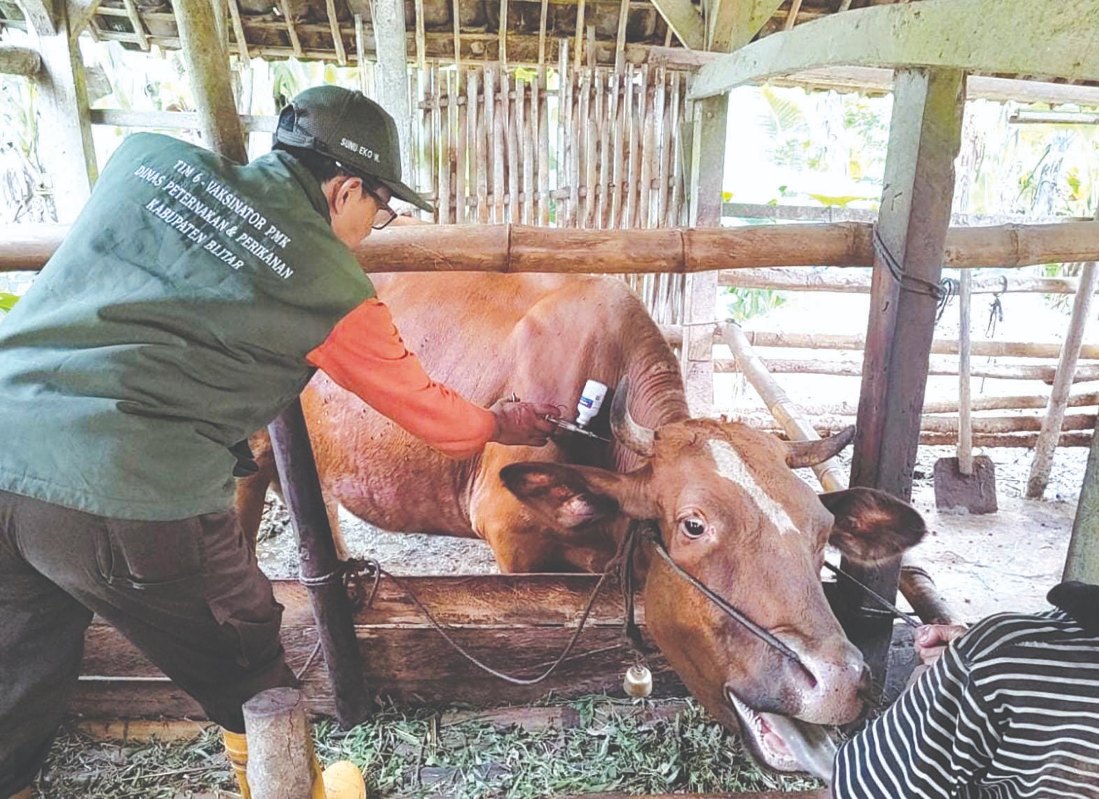 Pemberian vaksin kepada hewan ternak sebagai bentuk pencegahan serangan PMK.