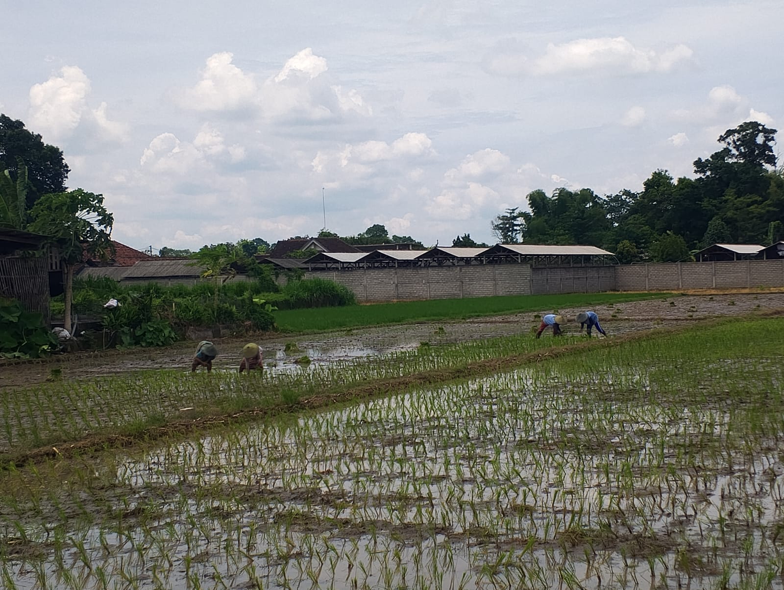 Tingkat kesadaran petani untuk mendaftarkan diri dalam program asuransi usaha tani padi (AUTP) tanpa bantuan penuh dari pemerintah ternyata masih menjadi tantangan besar alias minim.