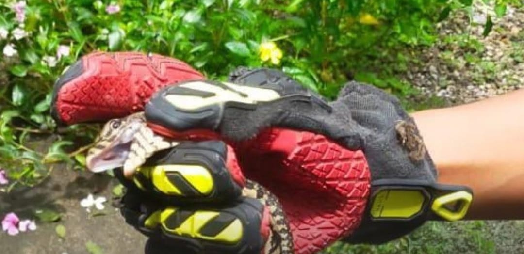 DIAMANKAN: Anggota damkar mengevakuasi biawak yang masuk ke permukiman warga. Evakuasi &lrm;7 Biawak dari Rumah Warga &lrm;Dampak Perubahan Cuaca dan Musim