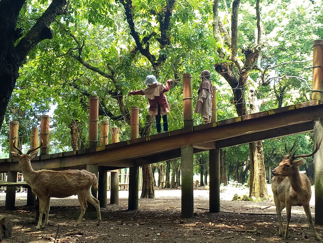 &lrm;WISATA EDUKASI: Penangkaran rusa di Desa Jatilengger, Kecamatan Ponggok, menjadi daya tarik wisatawan.