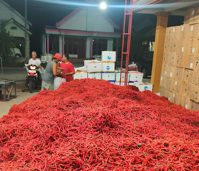 &lrm;Ramadan, Harga Cabai Diprediksi Melonjak &lrm;Hasil Panen Turun Dampak Serangan Penyakit