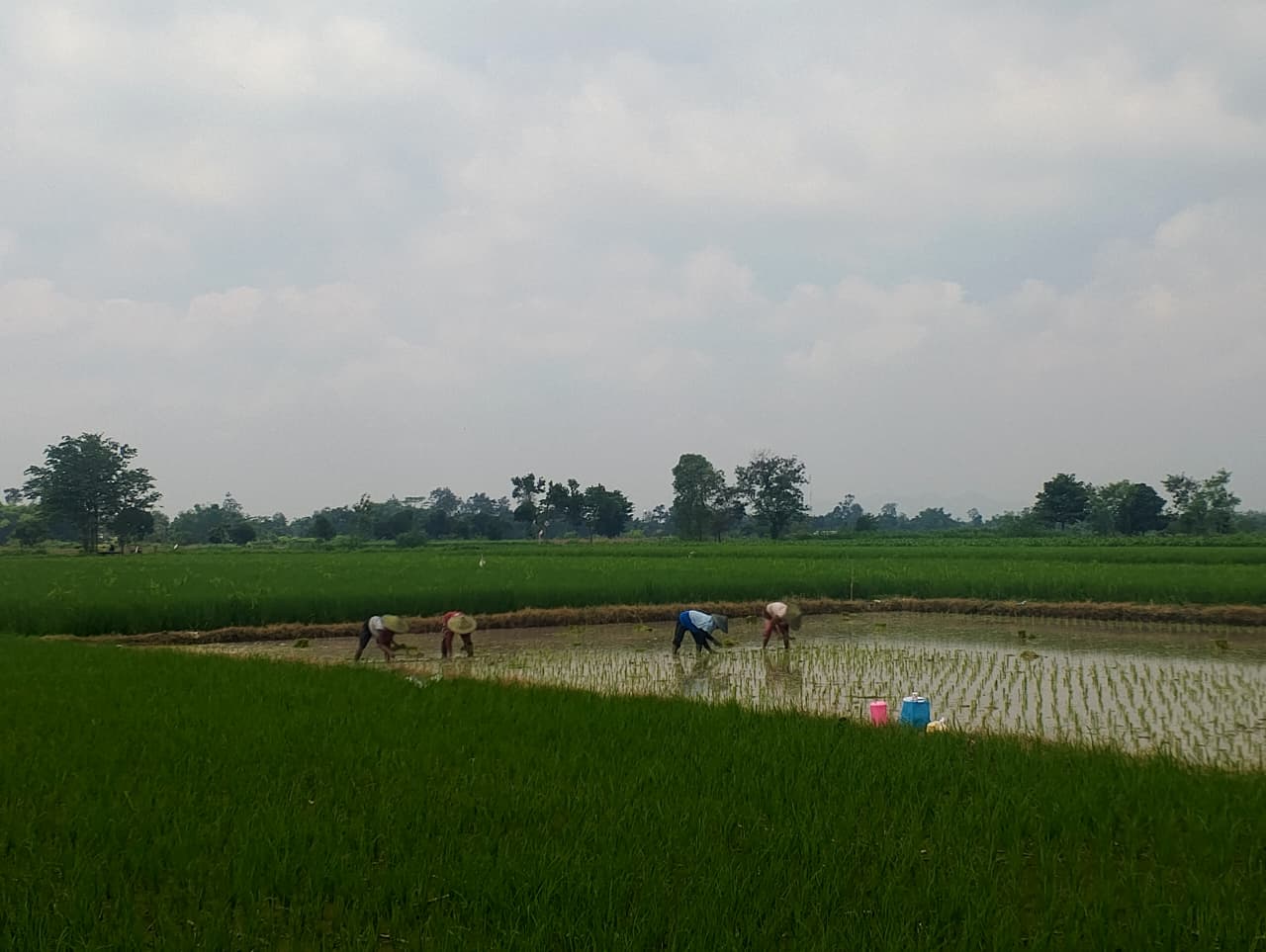 MUSIM &lrm;TANAM: Sejumlah petani sedang menanam padi di sawah. Untuk perlindungan lahan, mereka diimbau daftar AUTP.
