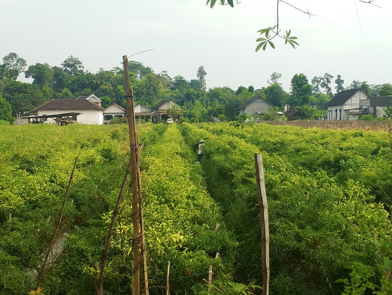 &lrm;BERTAHAN: Salah satu lahan pertanian dengan tanaman cabai yang tidak terdampak penyakit tanaman.