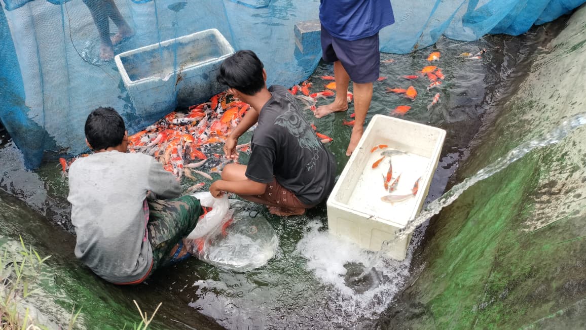 Harga Pakan Tak Sebanding Harga Jual Tantangan Sektor &lrm;Perikanan Jadi Pilar Ekonomi Daerah Sepanjang 2025, Produksi Ikan Konsumsi Capai 17.736 Ton