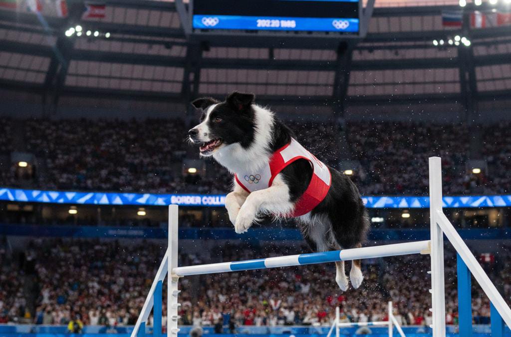Anjing Tampil di Olimpiade 2026! Anjing Czechoslovakian Wolf Dog Ini Mendadak Muncul di Lintasan Ski dan Bikin Dunia Heboh