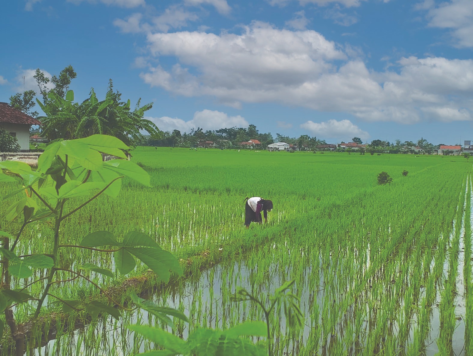 &lrm;SUBUR: Sejumlah lahan pertanian sudah ditanami padi yang diprediksi panen dalam dua bulan ke depan. 
