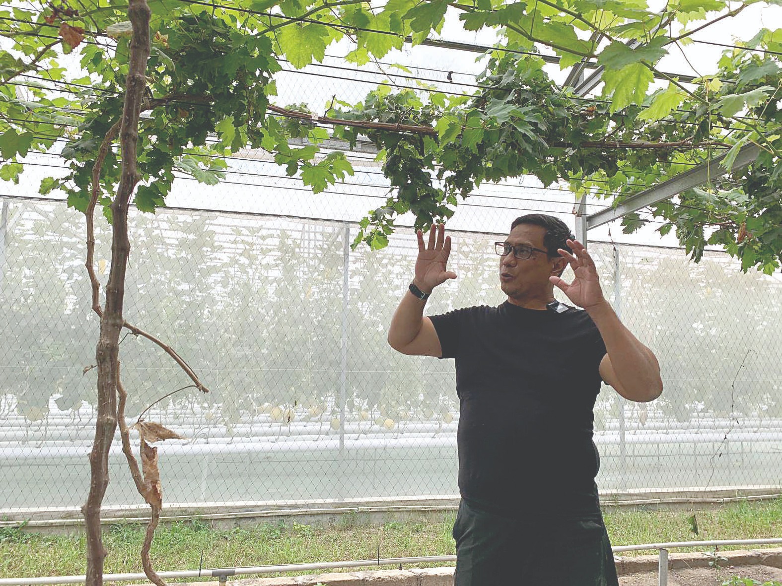 Muhamad Ikram menunjukkan anggur premium di greenhouse miliknya di Kelurahan Ngadirejo, Kecamatan Kepanjenkidul, beberapa waktu lalu. Muhamad Ikram, Kontraktor Banting Setir Tekuni Pertanian Hidroponi