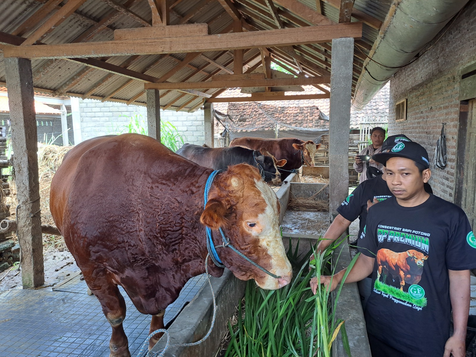 21 Kasus PMK Masih Aktif di Blitar 7 Kecamatan Zona Merah 