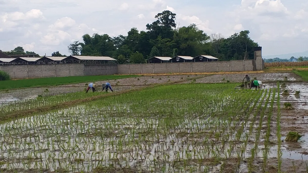  Petani di Kabupaten Blitar saat sedang menanam padi di lahan yang tersedia. 