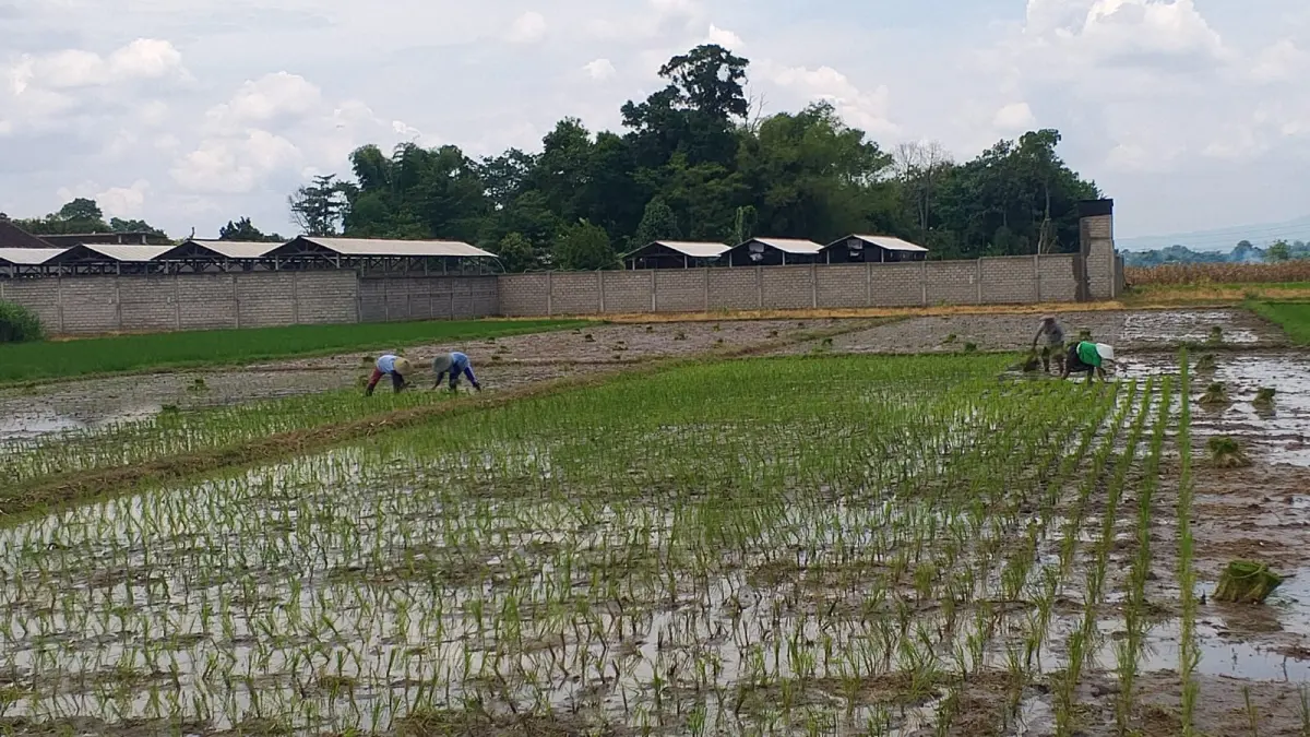 AKHMAD NUR KHOIRI/RADAR PENATARAN

PROSES: Petani di Kabupaten Blitar saat sedang menanam padi di lahan yang subur.