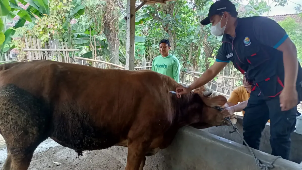 DISNAKKAN KAB BLITAR UNTUK RADAR PENATARAN

TETAP SEHAT: Perawatan menjadi salah satu bagian penting untuk kesehatan hewan ternak.