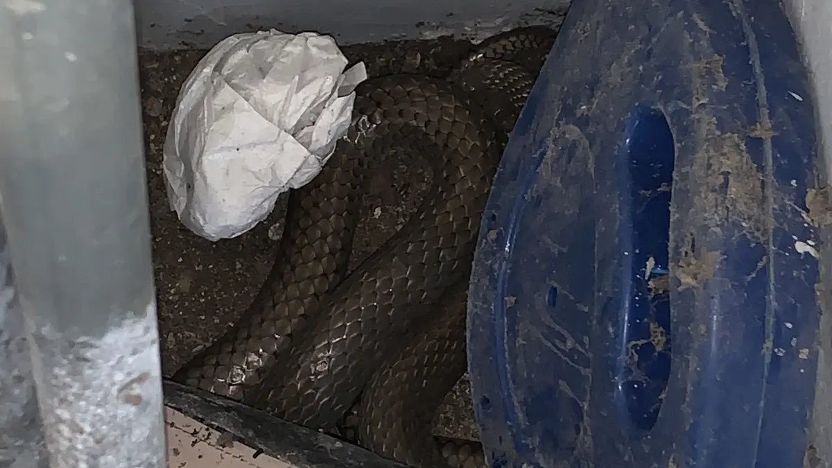 Ular liar bersembunyi di rumah warga. 