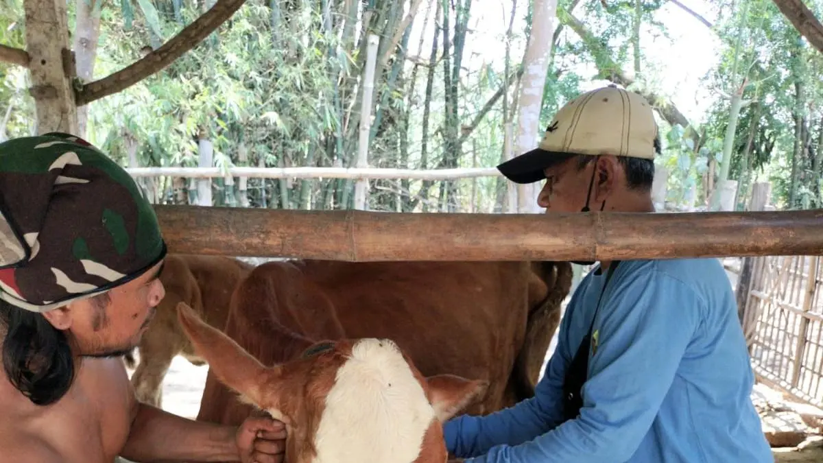 Strategi ketahanan ternak dalam menghadapi ancaman penyakit zoonosis yang bersifat fluktuatif semakin diperkuat.