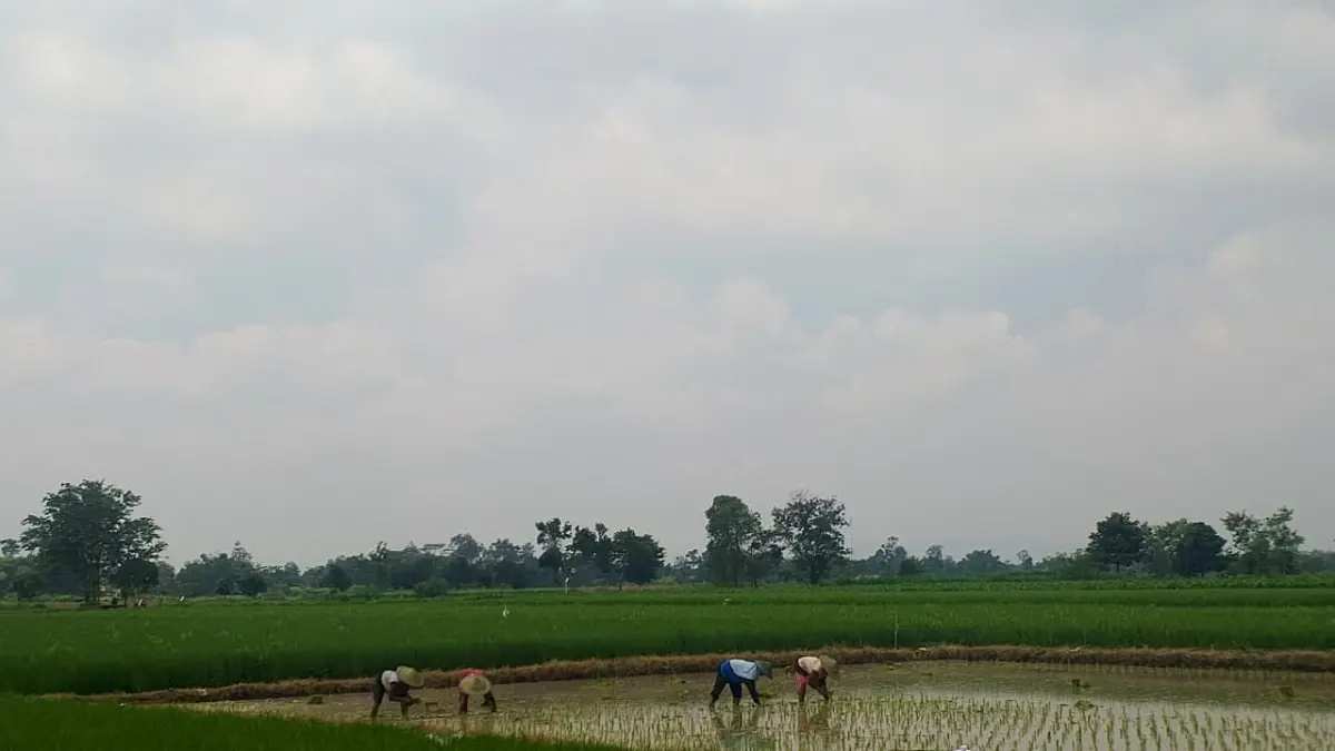 ‎AKHMAD NUR KHOIRI/RADAR PENATARAN - ‎MUSIM TANAM: Petani diminta untuk menjaga ketersediaan air di tengah ancaman musim kemarau panjang.
