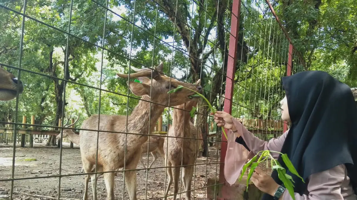 BERINTERKASI: Seorang pengunjung memberikan makan pada rusa di hutan tempat penangkaran rusa