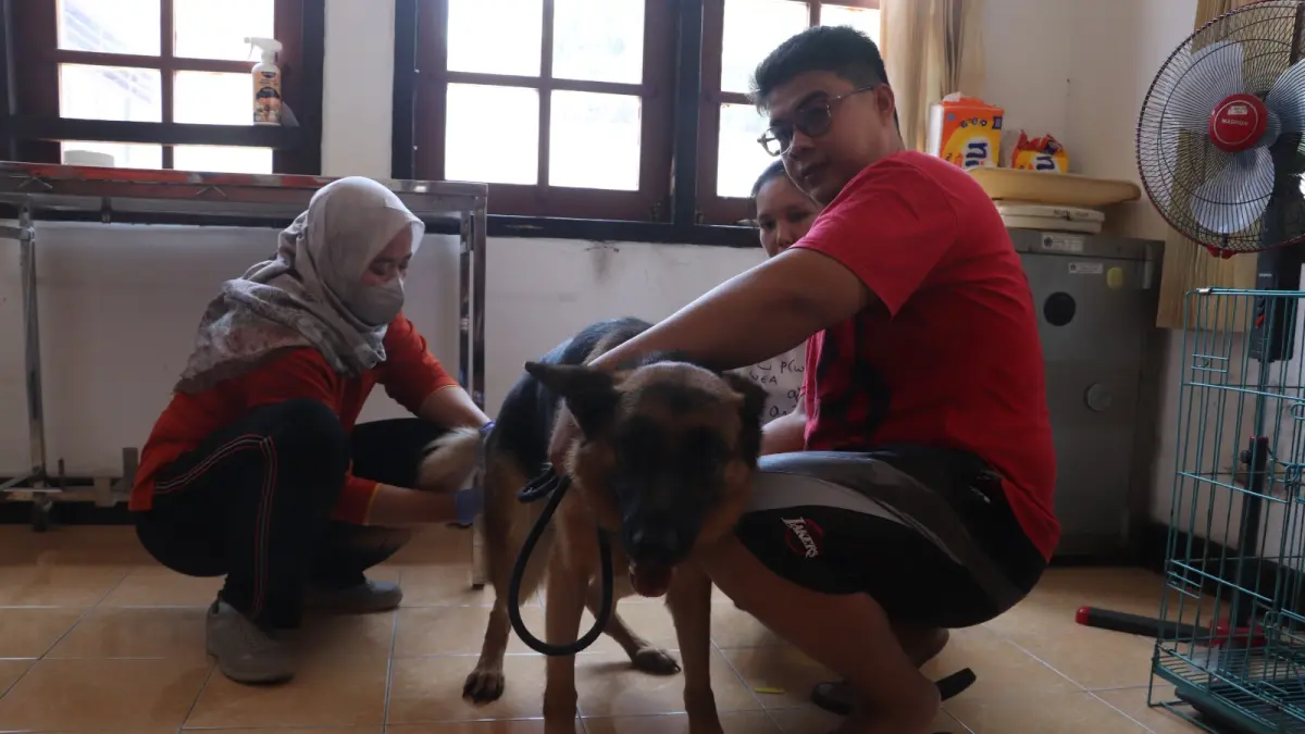 Belum adanya toko obat khusus untuk hewan di Bumi Penataran mendorong pemerintah daerah setempat untuk membuka peluang pendirian apotek veteriner. 