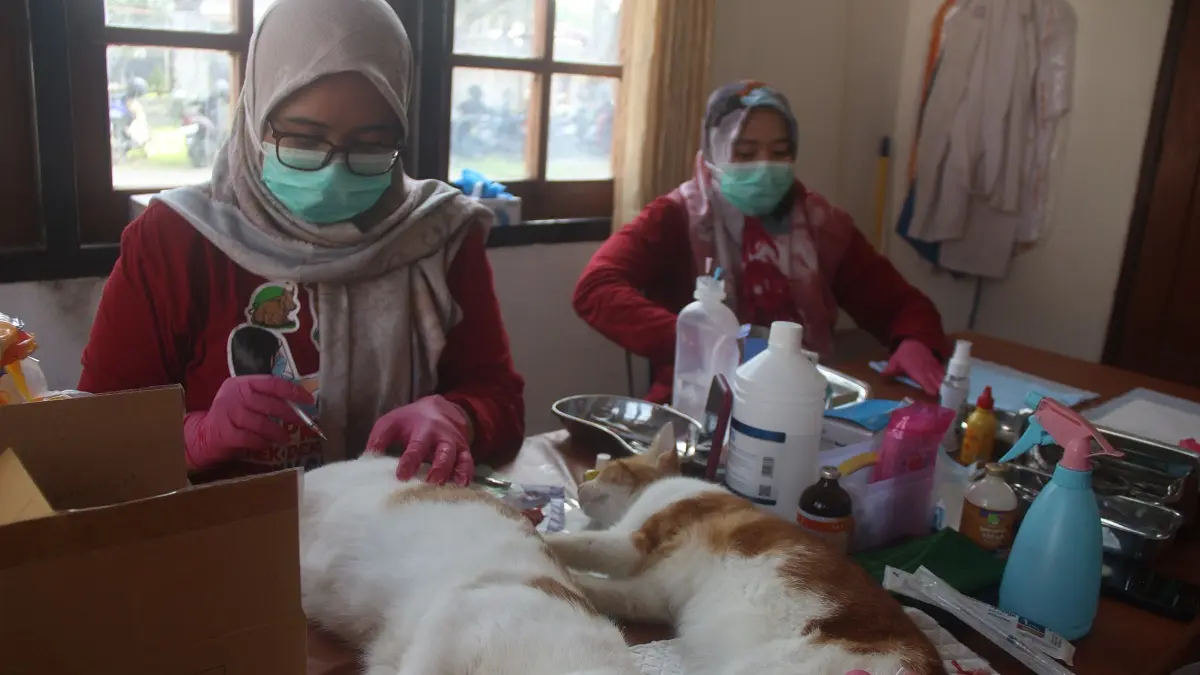 Petugas dokter hewan Dinas Peternakan dan Perikanan (Disnakkan) Kabupaten Blitar melakukan operasi kastrasi pada kucing, Jumat (24/4).