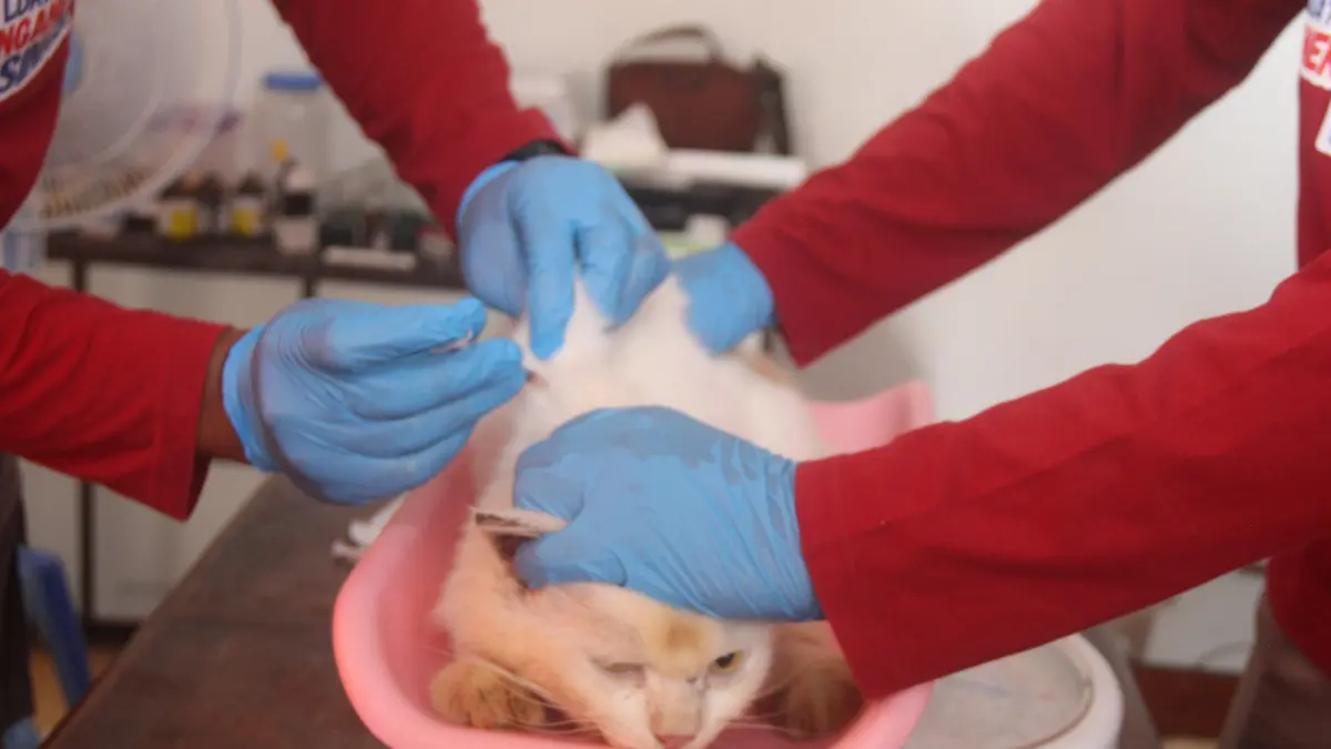 FAJAR RAHMAD AW/RADAR BLITAR - BIKIN GEMAS: Petugas kesehatan hewan melakukan sterilisasi terhadap kucing liar dalam rangka World Veterinary Day 2026, kemarin (24/4).
