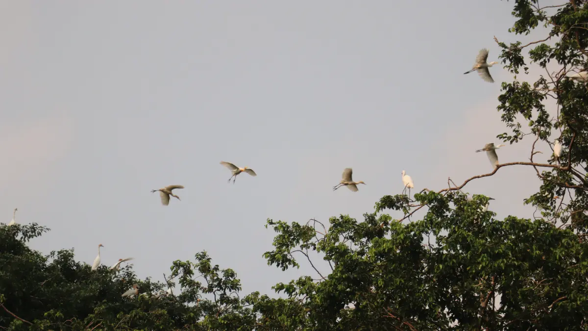 Keberadaan koloni burung kuntul atau blekok di area Alun-Alun Kota Blitar belakangan menjadi perhatian serius Pemerintah Kota (Pemkot) Blitar.