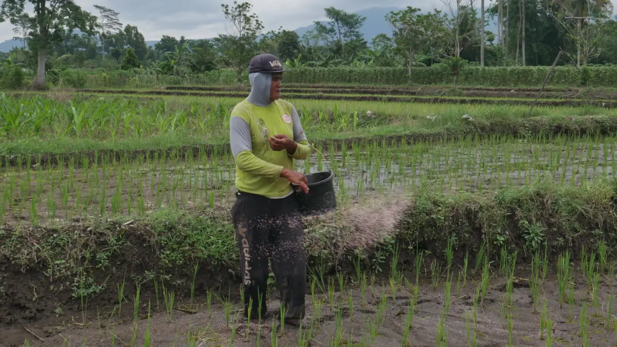 FAJAR RAHMAD AW/RADAR BLITAR - POTENSI: Petani menaburkan pupuk di tanaman padi beberapa waktu lalu.