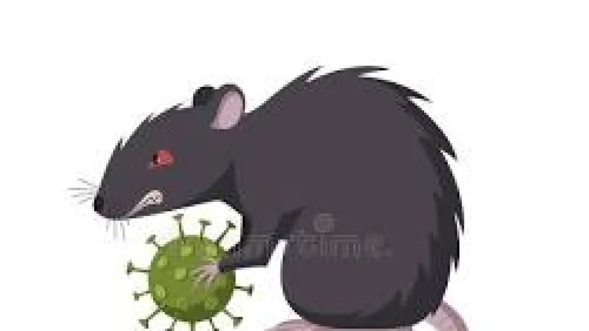 Waspada Hantavirus, Gejala Mirip Flu