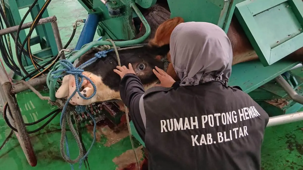 Idul Adha, RPH Buka Layanan Pemotongan 
Jamin Kehalalan dan Higienitas Hewan Kurban
