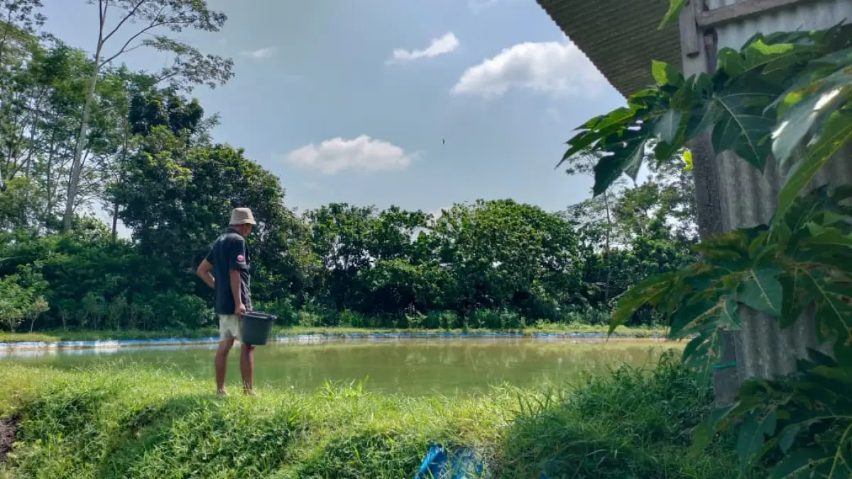 ‎AKHMAD NUR KHOIRI/RADAR PENATARAN - ‎TELITI: Salah satu pembudi daya ikan mengatur jumlah pakan yang diberikan.