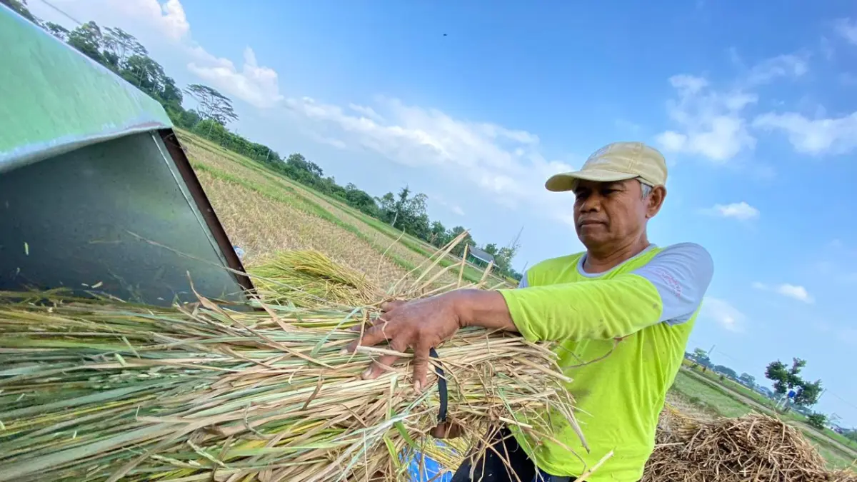 MOCH. LUKI AZHARI/RADAR BLITAR - MODERNISASI PANEN: Seorang petani di Kelurahan Tawangsari, Kecamatan Garum, memanen padi menggunakan mesin giling, kemarin (19/5).