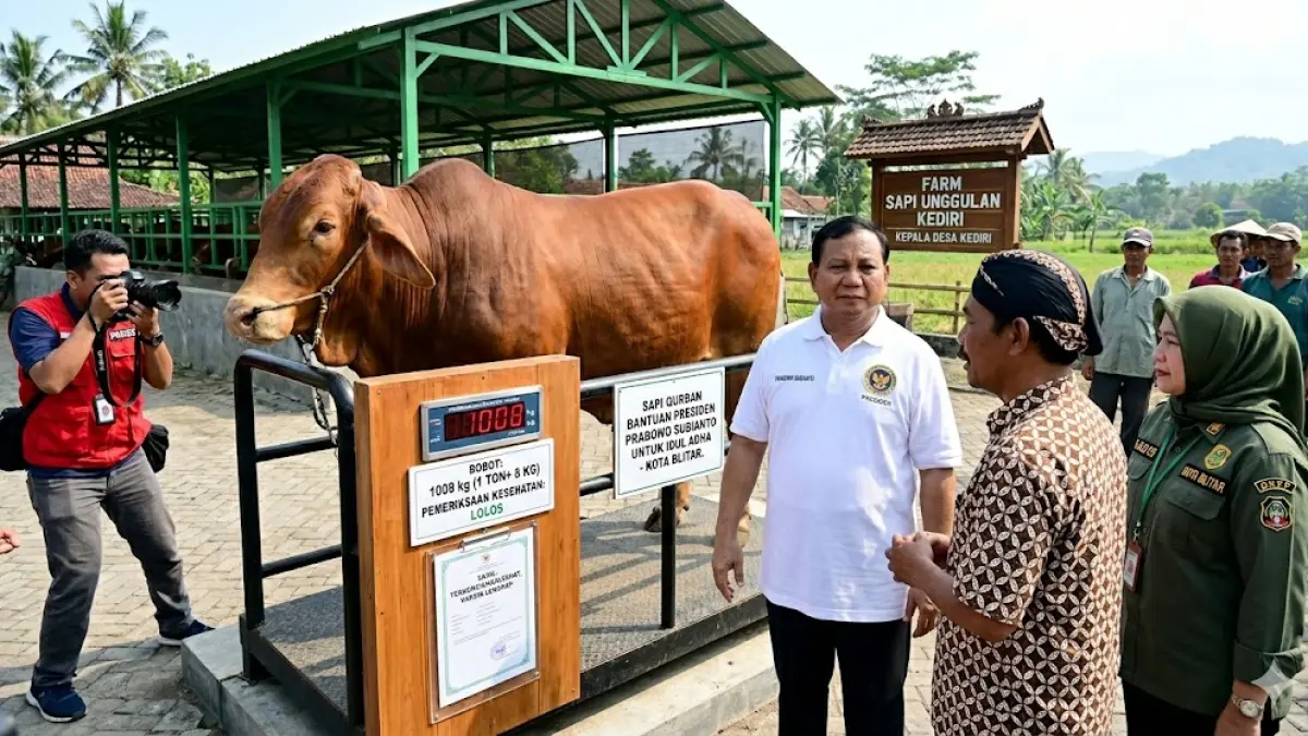 Bantuan Kurban Presiden dari Kediri Sapi Blitar Tak Penuhi Kriteria (Gemini AI)