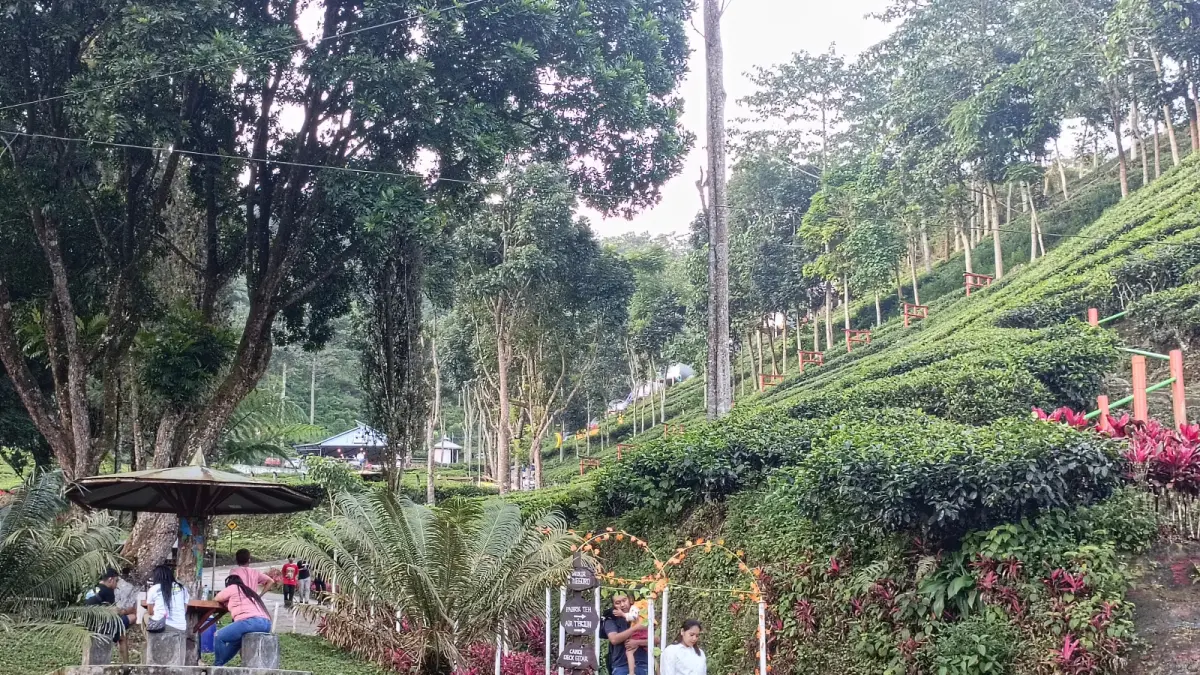 Perkebunan Teh Sirah Kencong
Spot Healing Sejuk Favorit Wisatawan

