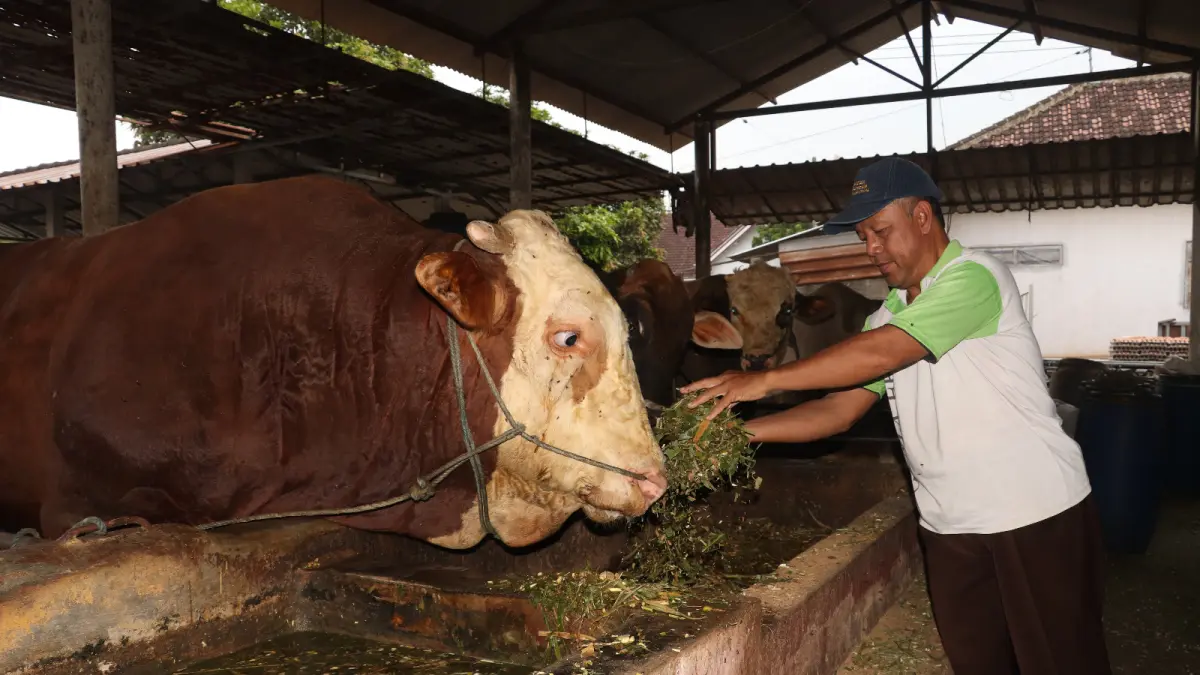 Sapi Milik Warga Jeblog Dipilih Presiden 
Sebagai Bantuan Kurban 

