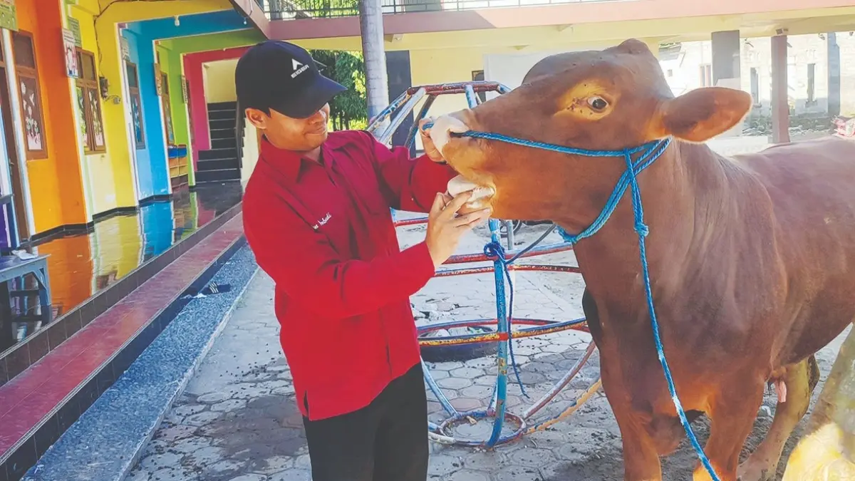 FAJAR RAHMAD AW/RADAR BLITAR
ASUH: Petugas kesehatan hewan memeriksa calon sapi kurban beberapa waktu lalu.