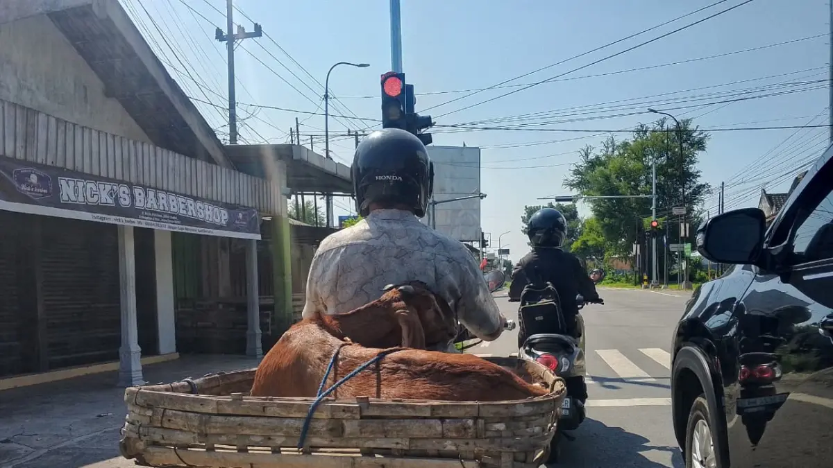 AKHMAD NUR KHOIRI/RADAR BLITAR
DIPANTAU KETAT: Seorang warga mengangkut kambing untuk diantar kepada pembeli, kemarin (24/5).