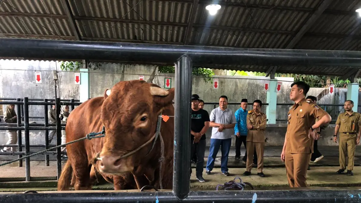 Sapi bantuan Presiden Prabowo Subianto berbobot 1,1 ton tiba di Kota Blitar, Selasa (26/5/2026). 